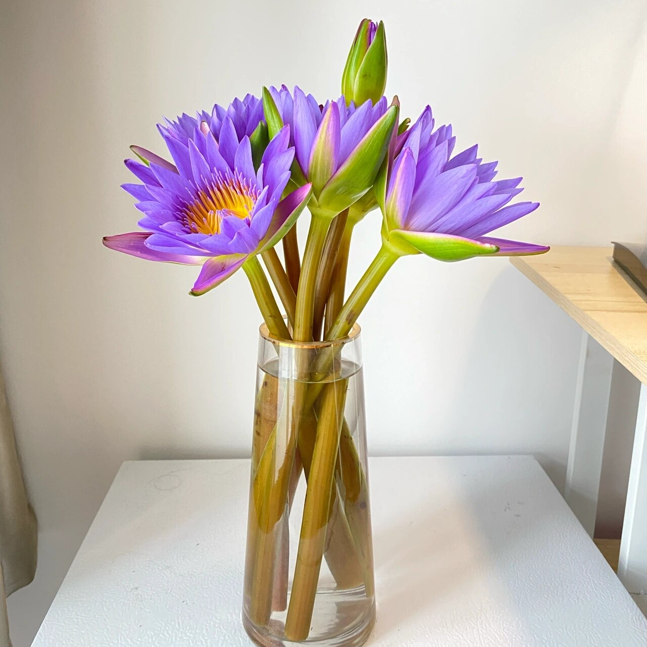 包邮紫色睡莲鲜花插花-广州睡莲鲜花基地直发绿色植物鲜花批发