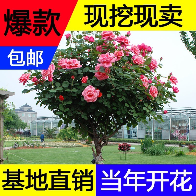嫁接树桩月季庭院棒棒糖高杆树状月季花苗盆栽特大花多色四季开花
