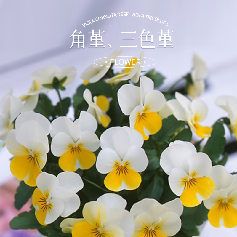 爱植德角堇绿植盆栽冬季阳台草花开三色堇