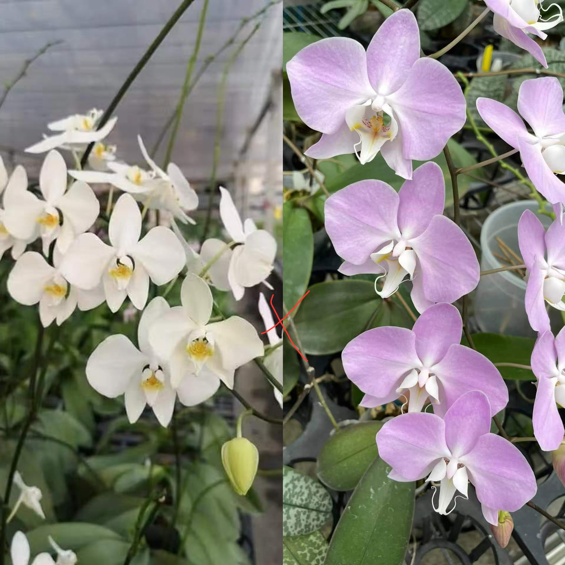 花农杰哥原生种蝴蝶兰直播用香阿嬷交桑德