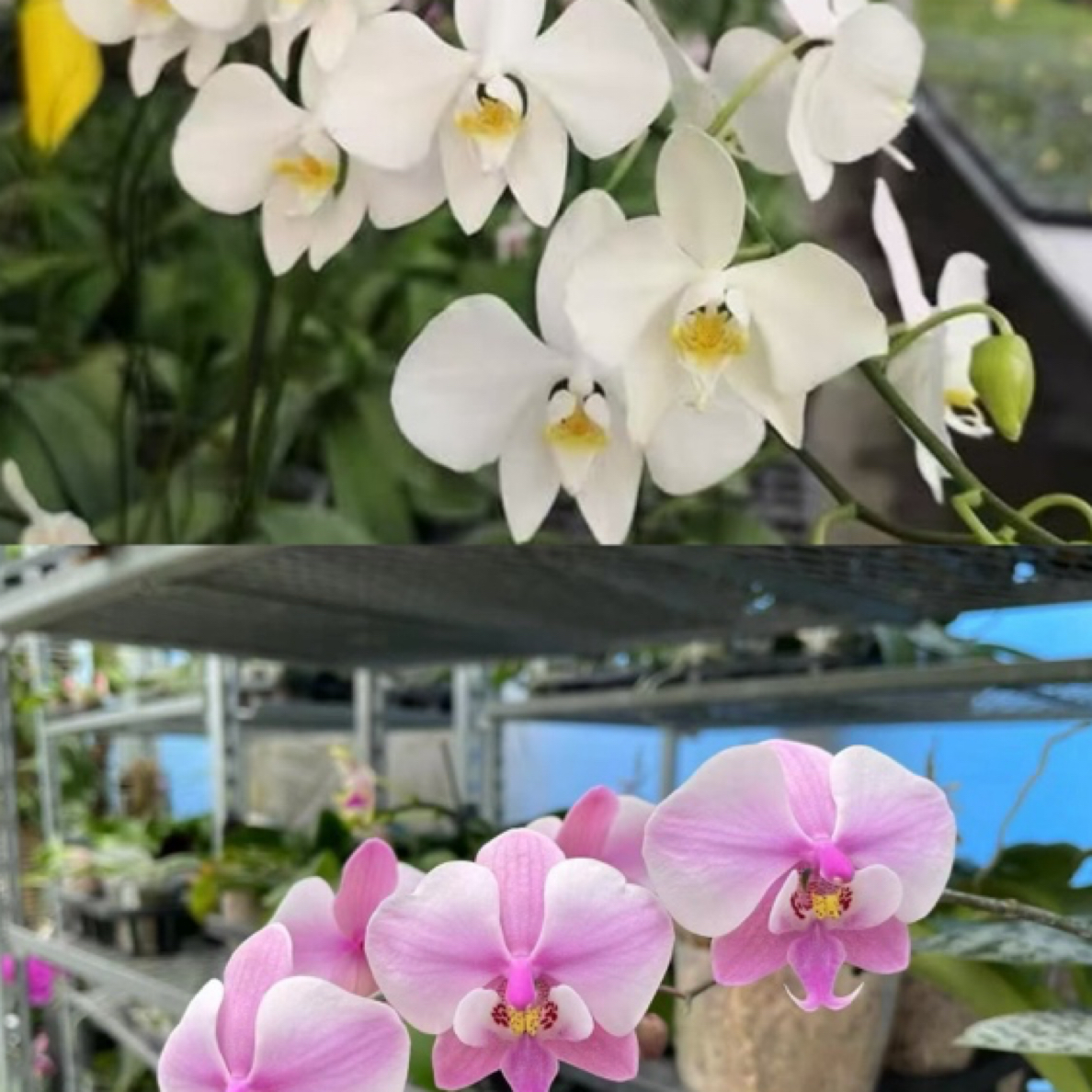 花农杰哥原生种蝴蝶兰香阿嬷交西M606