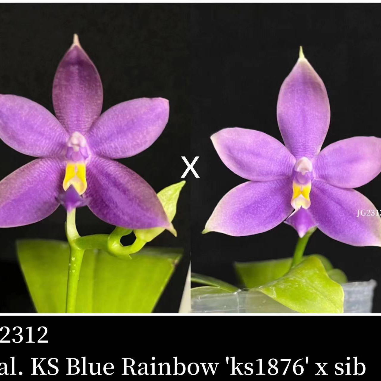 花农杰哥原生种蝴蝶兰JG2312蓝彩虹