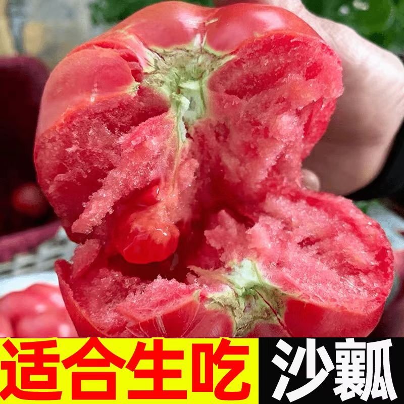 甘肃正宗粉果草莓西红柿新鲜现摘蔬菜水果沙瓤番茄粉精品A果LL
