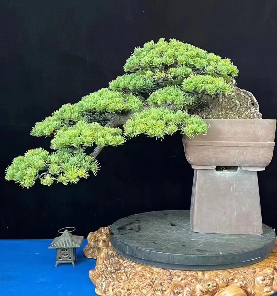 【拾一草堂】一物一拍4000——8000松类柏类高端盆景