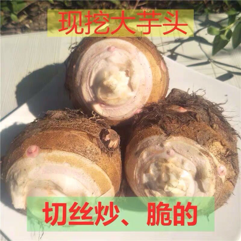 【顺丰包邮】江西赣州信丰农家现挖芋母母芋头芋脑
