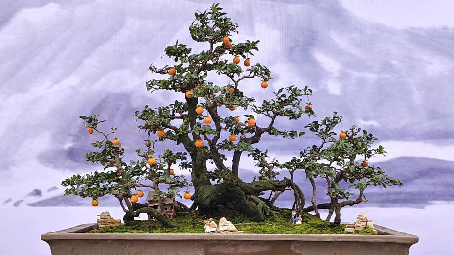 金弹子一物一拍链接，请勿随意下单金弹子树金弹子老桩