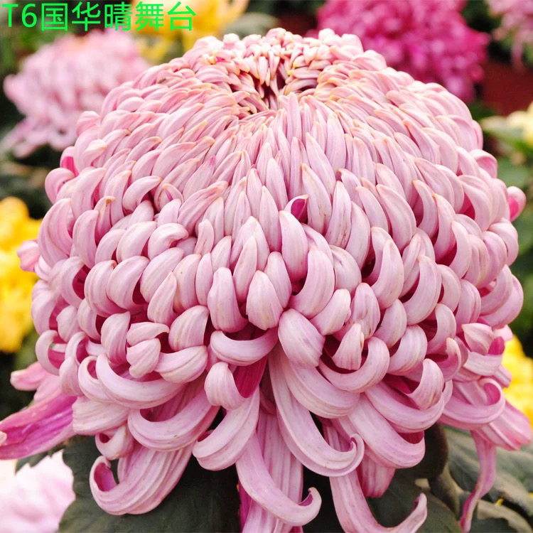 国华秋舞台 初樱国华 国华金越山 读本菊 大花型 九月菊国华系列