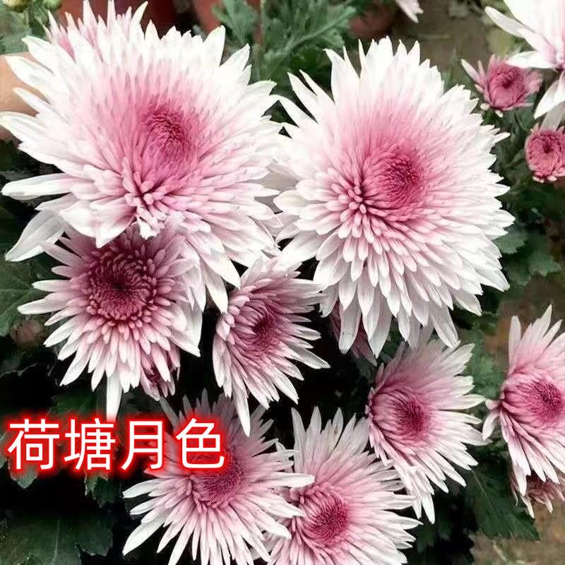 【荷塘月色】菊花盆栽带花苞九月大花型菊花耐寒耐热多年生宿根