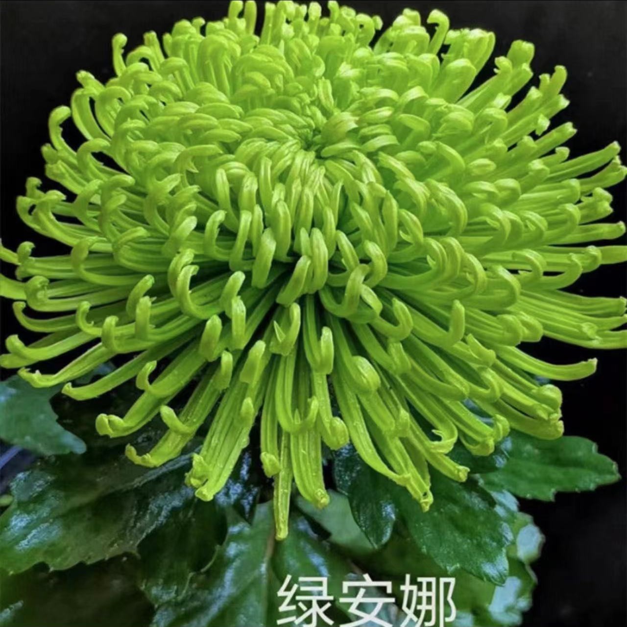 【绿安娜】菊花盆栽大花九月菊荷兰菊耐寒带花苞好养四季开花卉