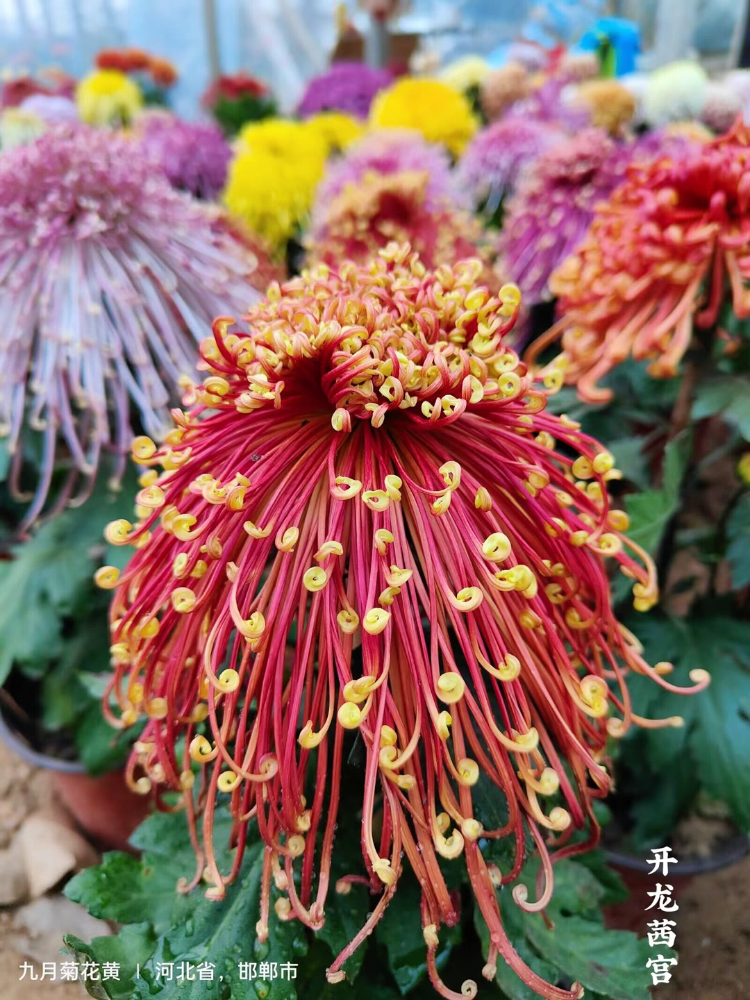 【开龙茜宫】精品大花 一物一拍 带花苞发货 不含盆 精品菊花大苗