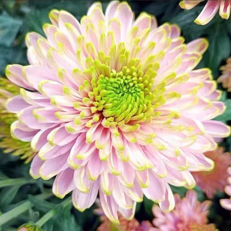 粉色大花 天赞菊花苗 带花发货 九月菊花苗