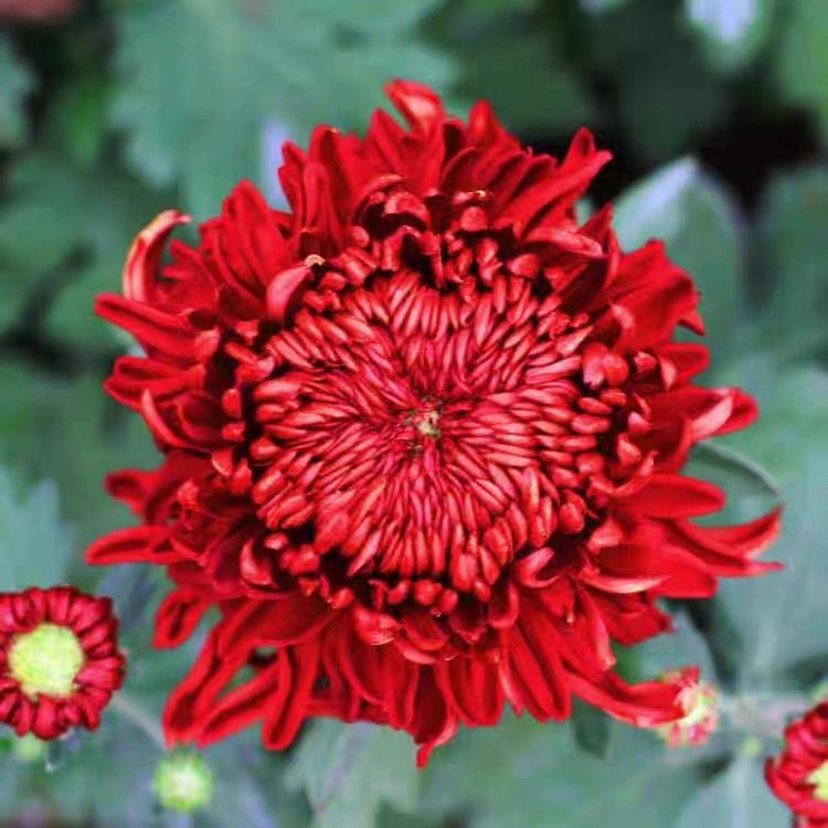 太空红酒 大花菊花 红色菊花 九月菊