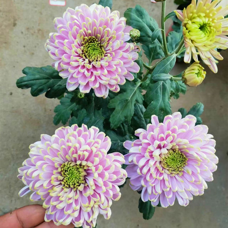 天赞菊花盆栽带花苞 九月菊大菊花 阳台庭院窗 台 粉色天赞菊花