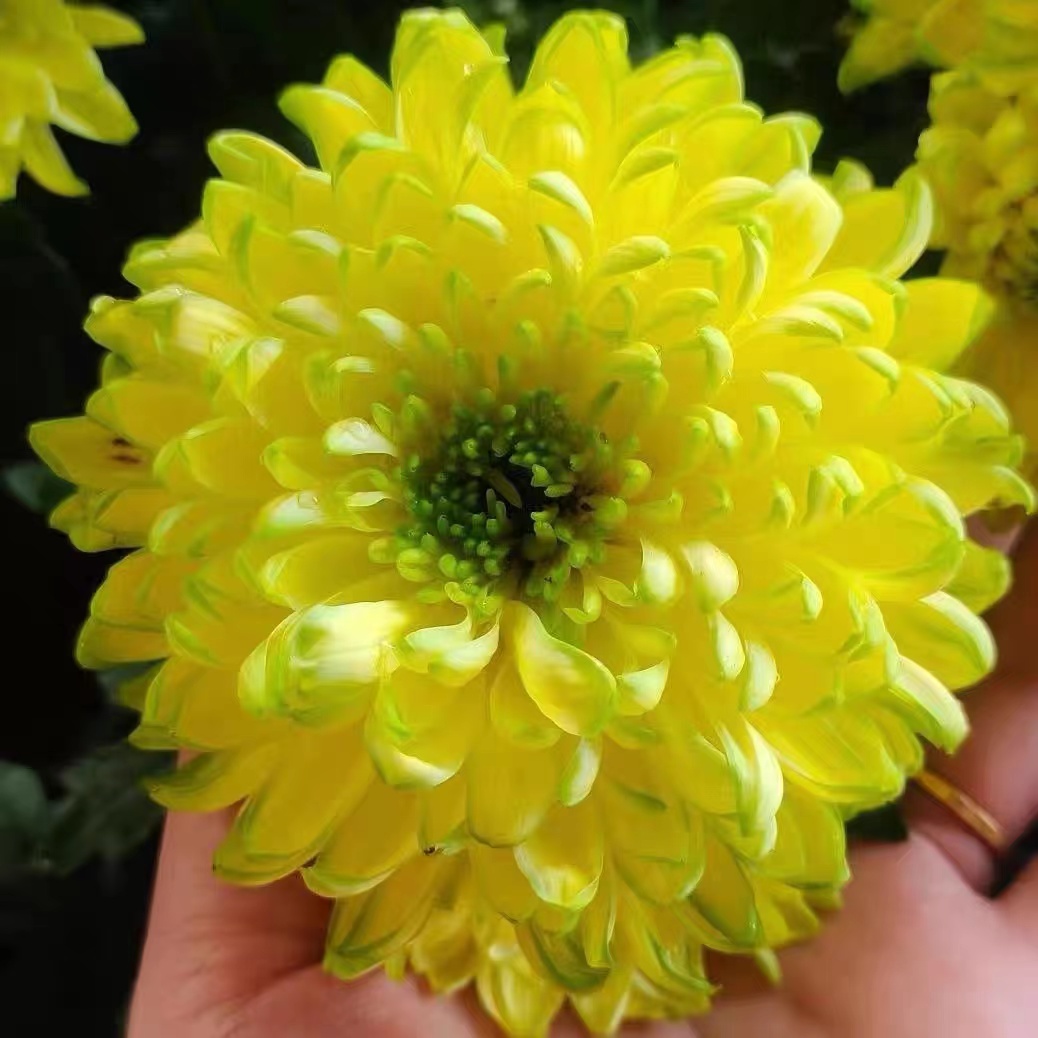 大花黄色天赞 带花发货 不含盆 九月菊 菊花大苗