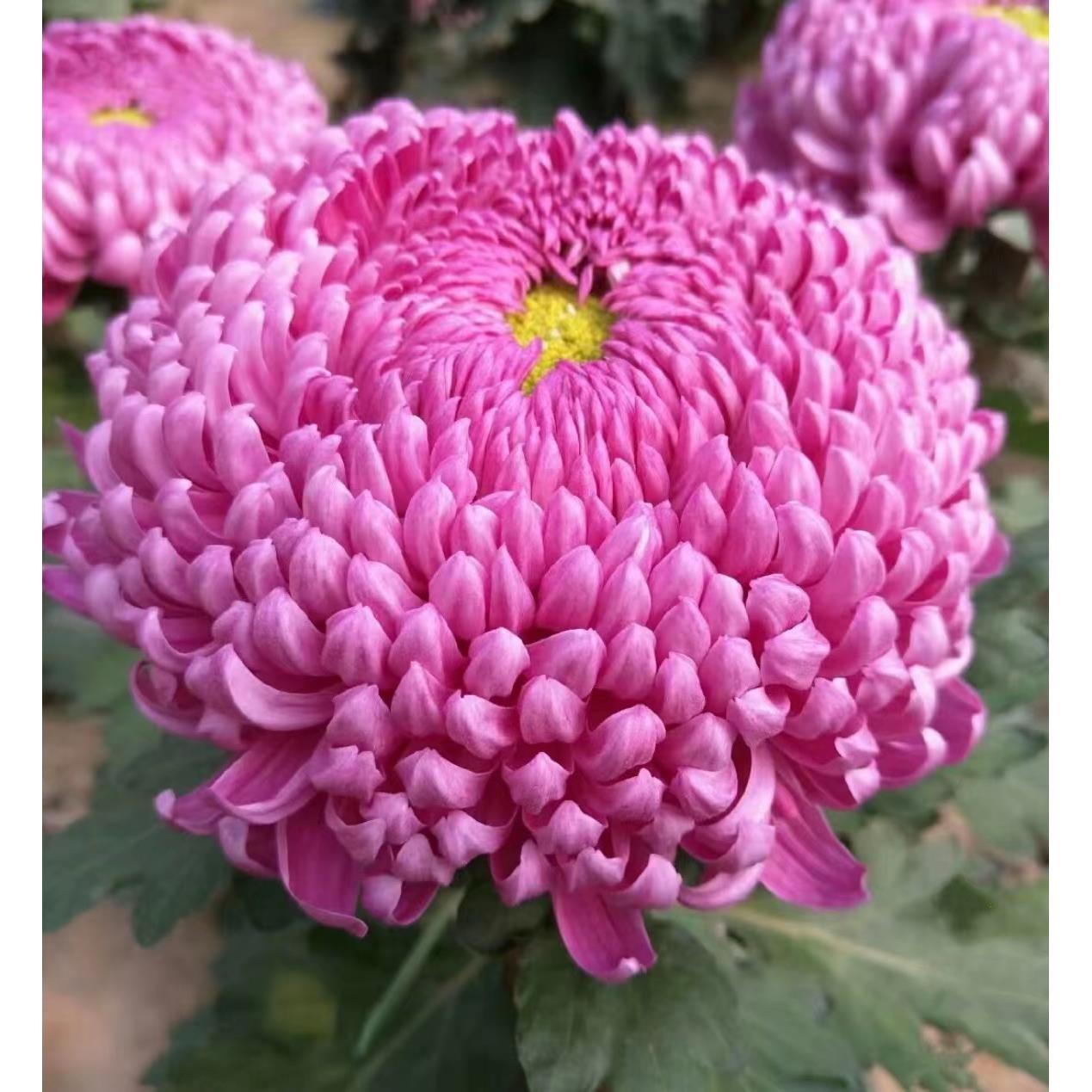 独本洹水映月大花菊多年生耐寒耐热容易栽植好养易活