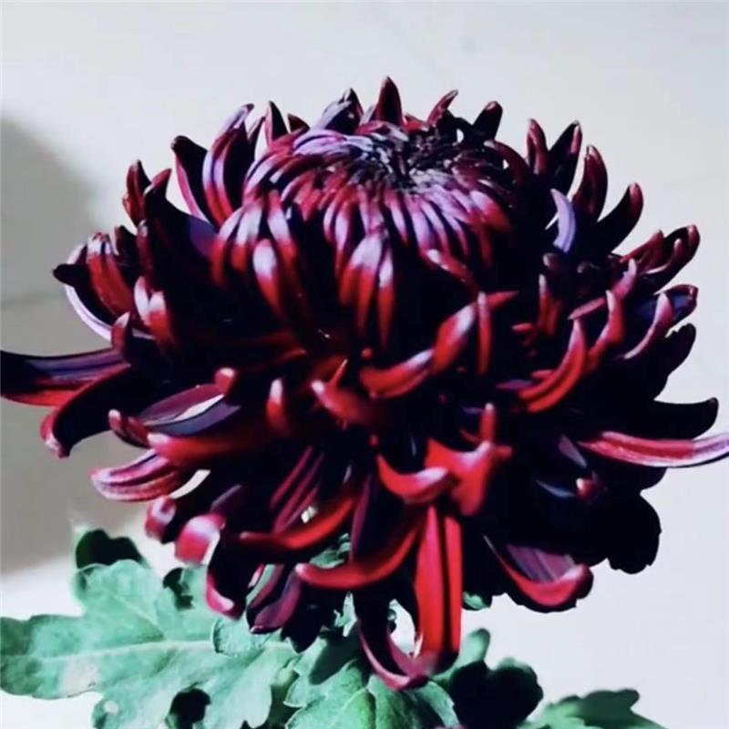 精品黑旋风菊花苗 易成活带花苞 四季开花室内外大花菊花 包邮