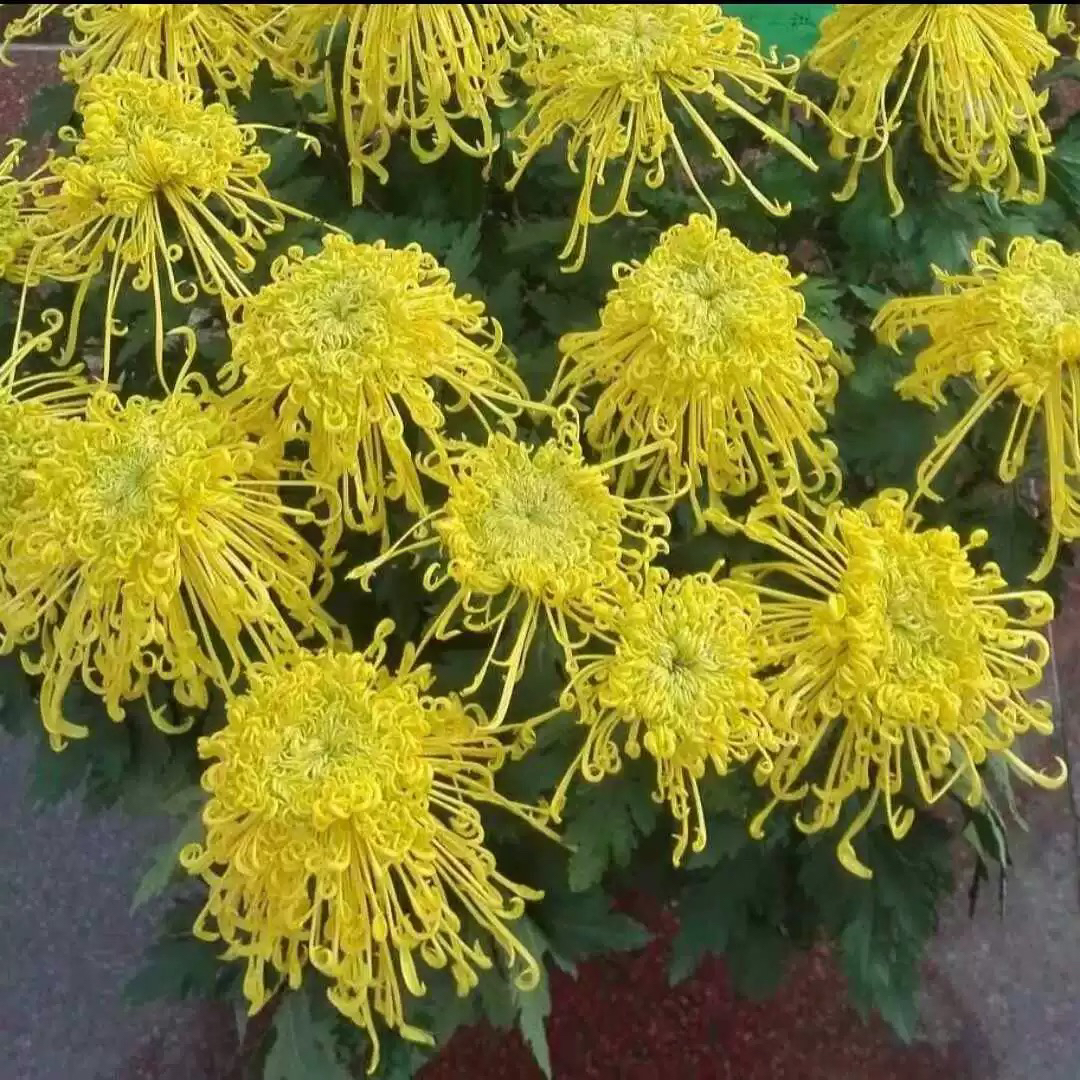【金丝菊】菊花盆栽菊花苗耐寒植物开花大菊花带花苞好养