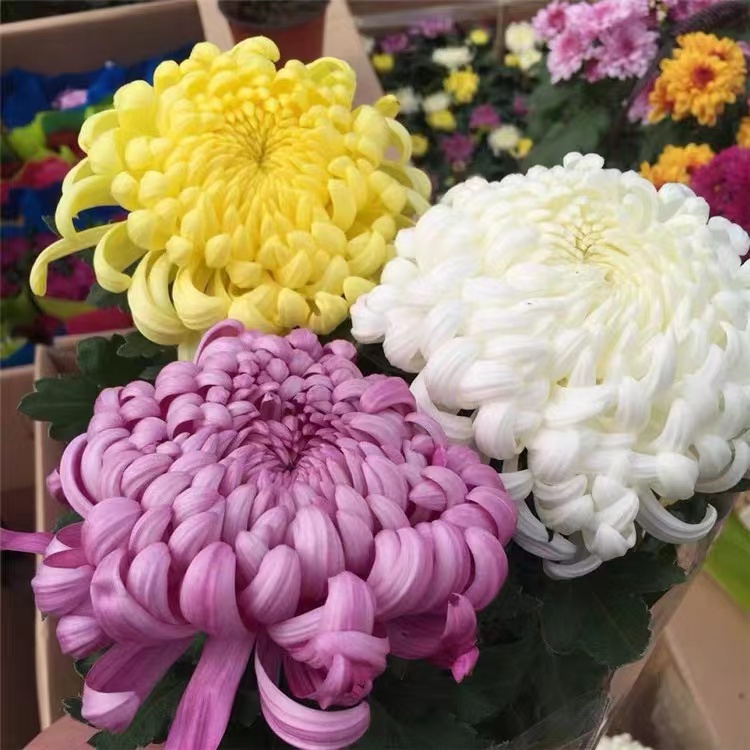 菊花盆栽龙爪菊花苗乒乓菊秋菊室内好养易活植物秋季花卉阳台绿植