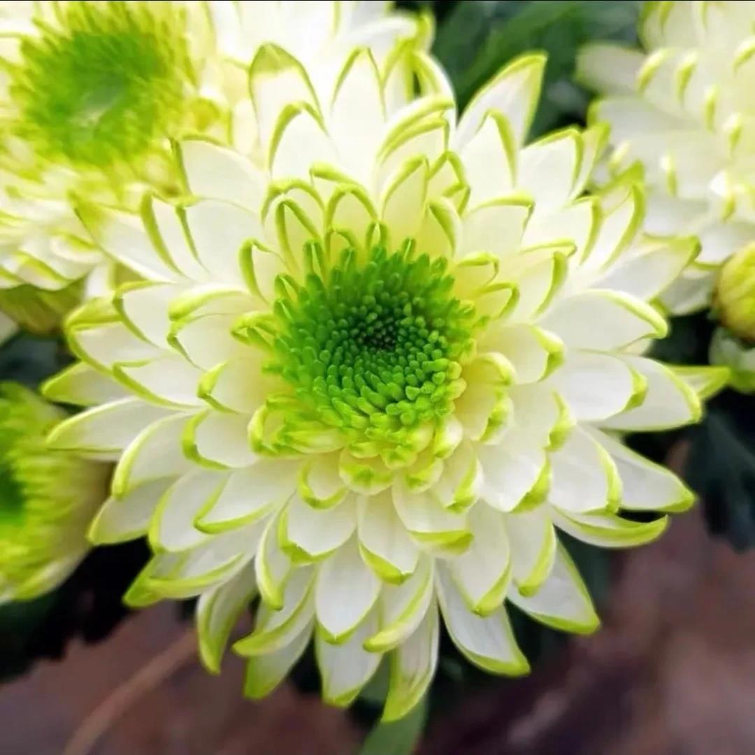 （绿天赞）菊花盆栽大花室内室外好养活 带花苞发货