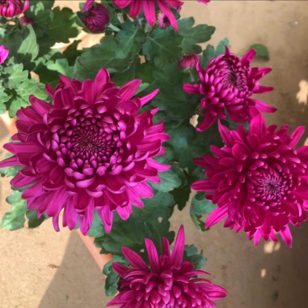 【紫牡丹】精品大花紫云/带花苞菊苗大菊紫色菊花苗