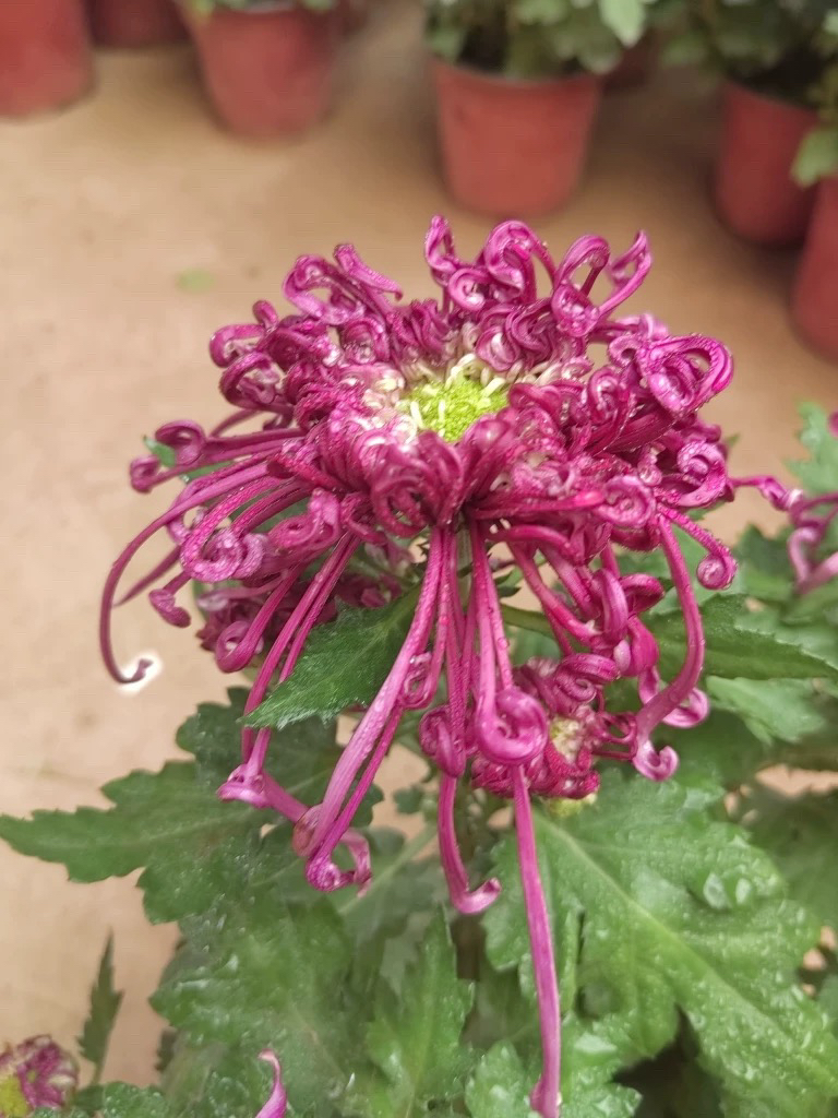 千丝菊大菊花盆栽，九月菊品种菊花，沽水流霞，开龙茜宫貂蝉拜月