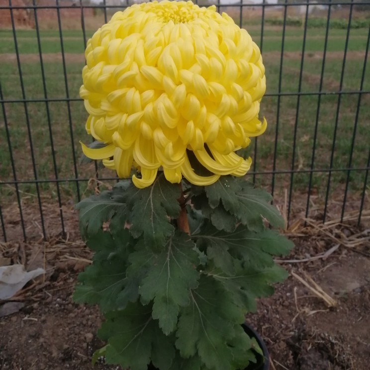 球形菊花国华系列九月大菊花 独本菊 国华 黄色大花国华菊花