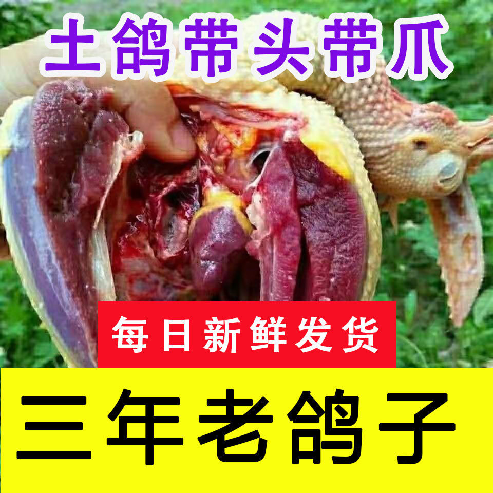 【现货直发】沂蒙山区农家散养三年老鸽子土鸽乳鸽杂粮喂养现杀新