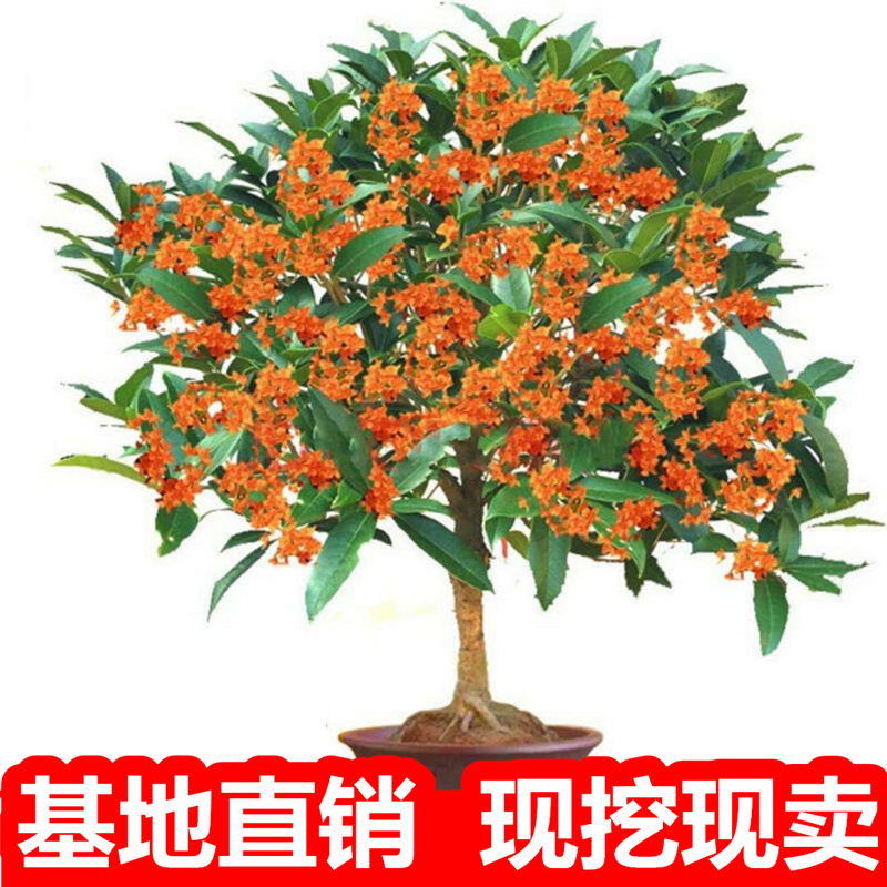 嫁接桂花树苗盆栽金桂丹桂四季桂浓香型庭院室内植物开花不断