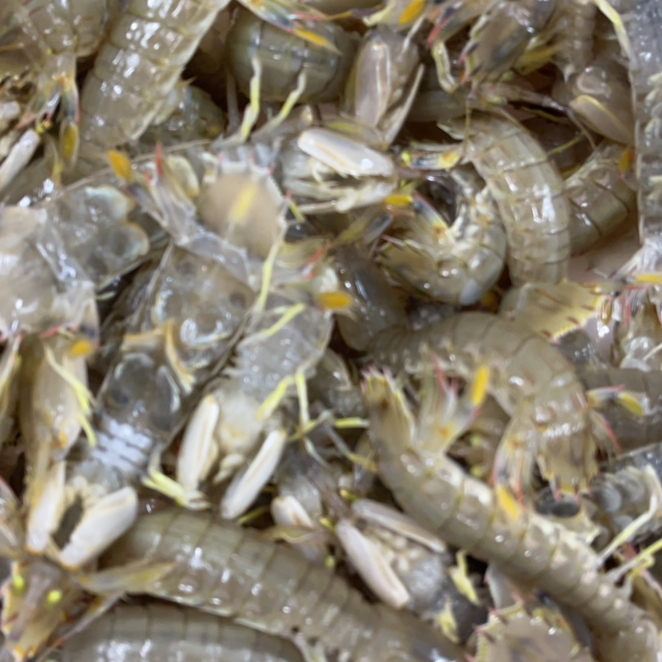 渤海湾中号皮皮虾3斤 保鲜不保活 嫌小勿拍