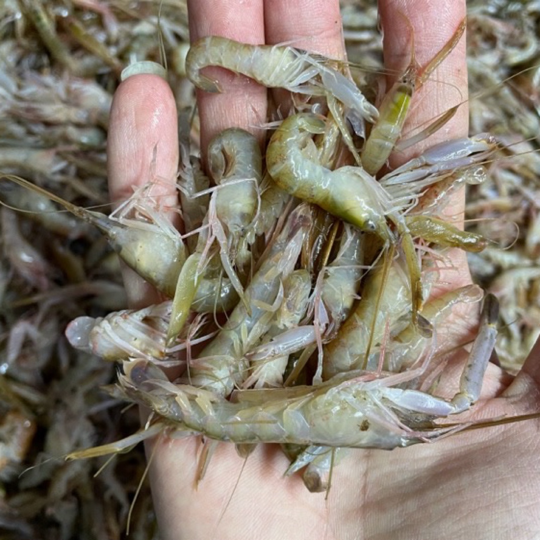 渤海湾野生海水嘎巴虾味道鲜美嫌小勿拍