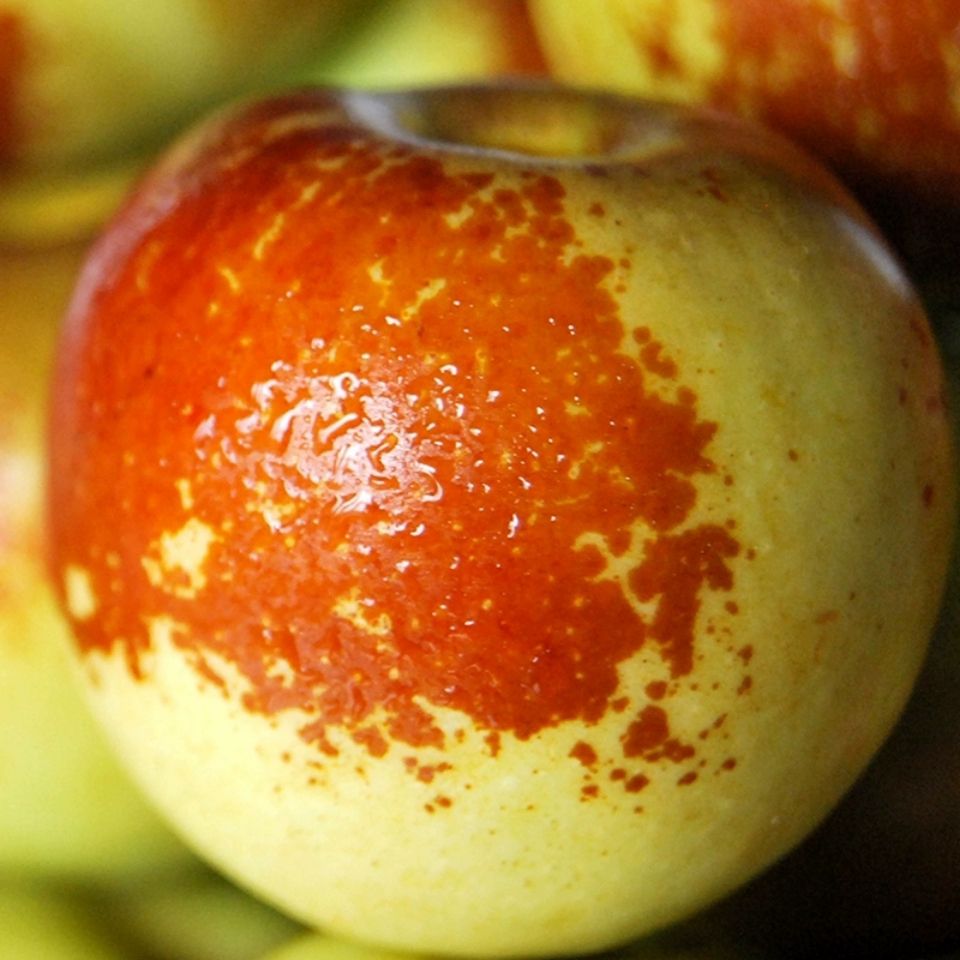 沧州黄骅新鲜冬枣水果甜脆新鲜大枣现摘鲜发5斤装