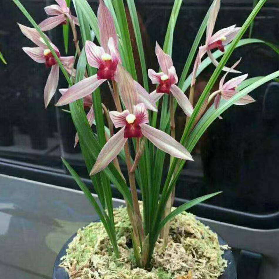 春兰浓香型香味特别香，开花也多