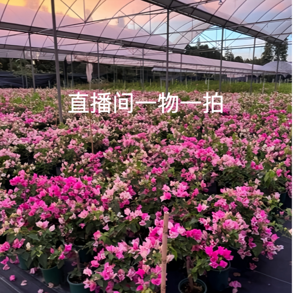三角梅直播间一物一拍链接