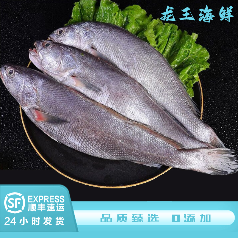 【鮸鱼】浙江舟山鮸鱼2500g 龙王推荐 食用 冷冻营养捕捞鲜嫩鲜甜