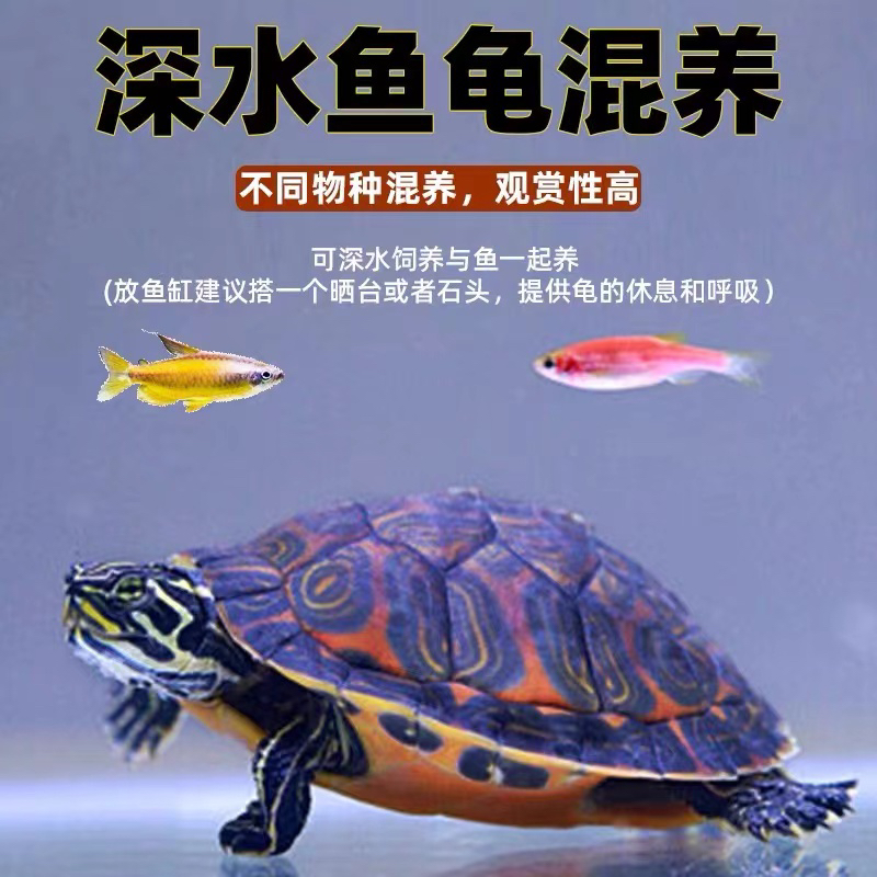 火焰龟冷水观赏龟直播链接混养纯种