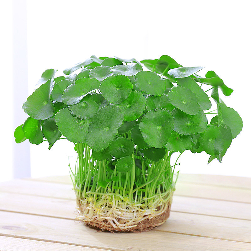 铜钱草室内盆栽花卉绿植套餐盆景金钱草吊兰净化空气水培植物常青