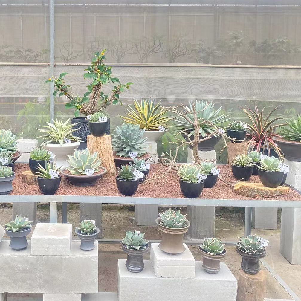 沙生龙舌兰夏季耐晒不怕水造景懒人植物一物一拍