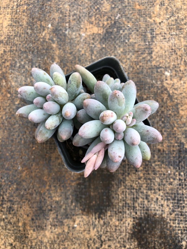 多头婴儿手指多肉植物