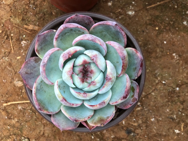 单头返祖惊鸿仙子多肉植物 全场满12.9包邮不满到付