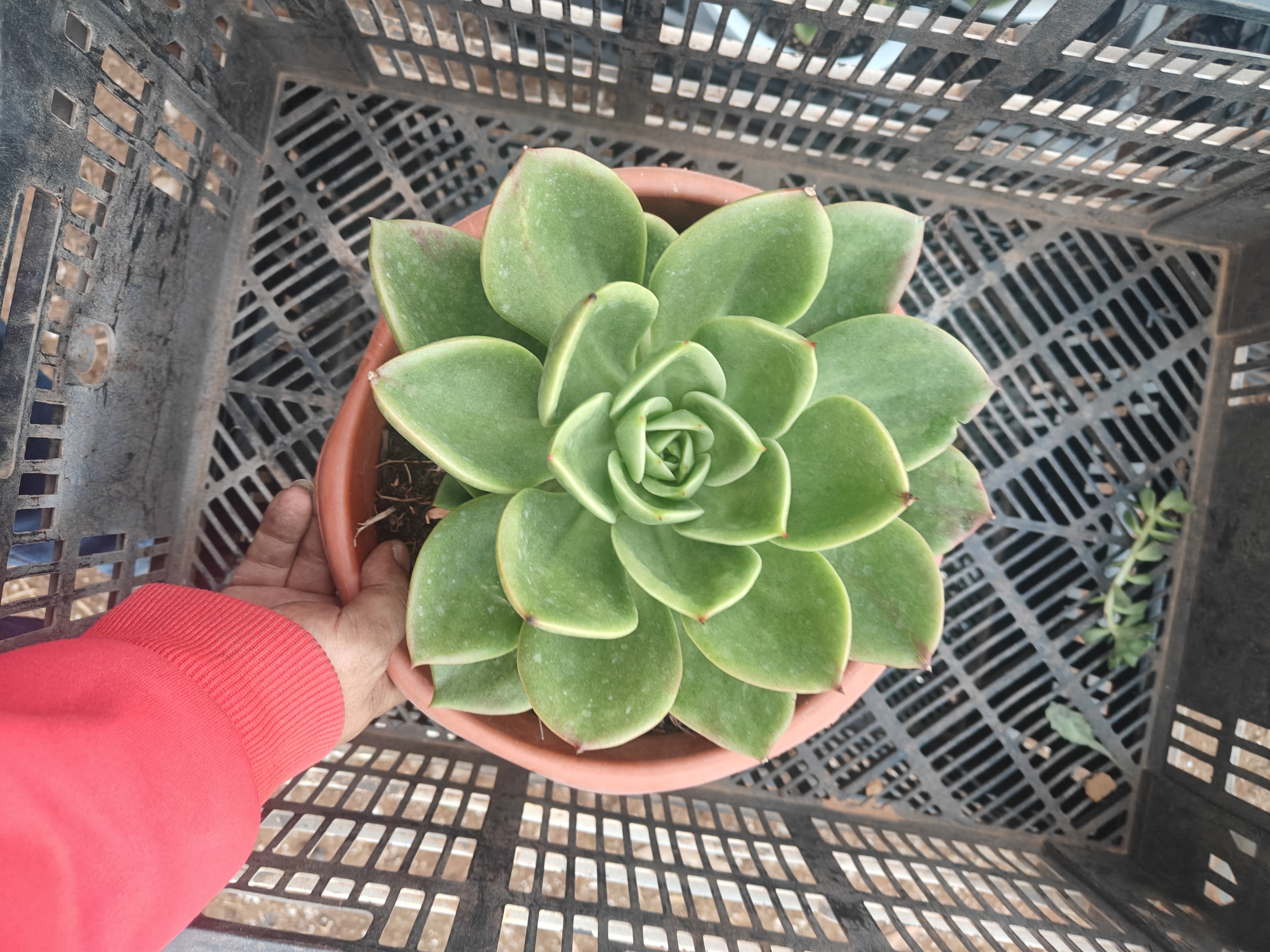 翠花多肉植物     全场满12.9包邮