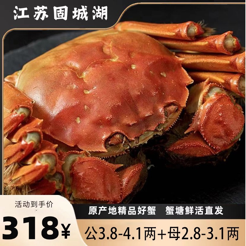 【活蟹】精品大闸蟹 公蟹3.8-4.1两+母蟹2.8-3.1两 8|10只 精挑蟹