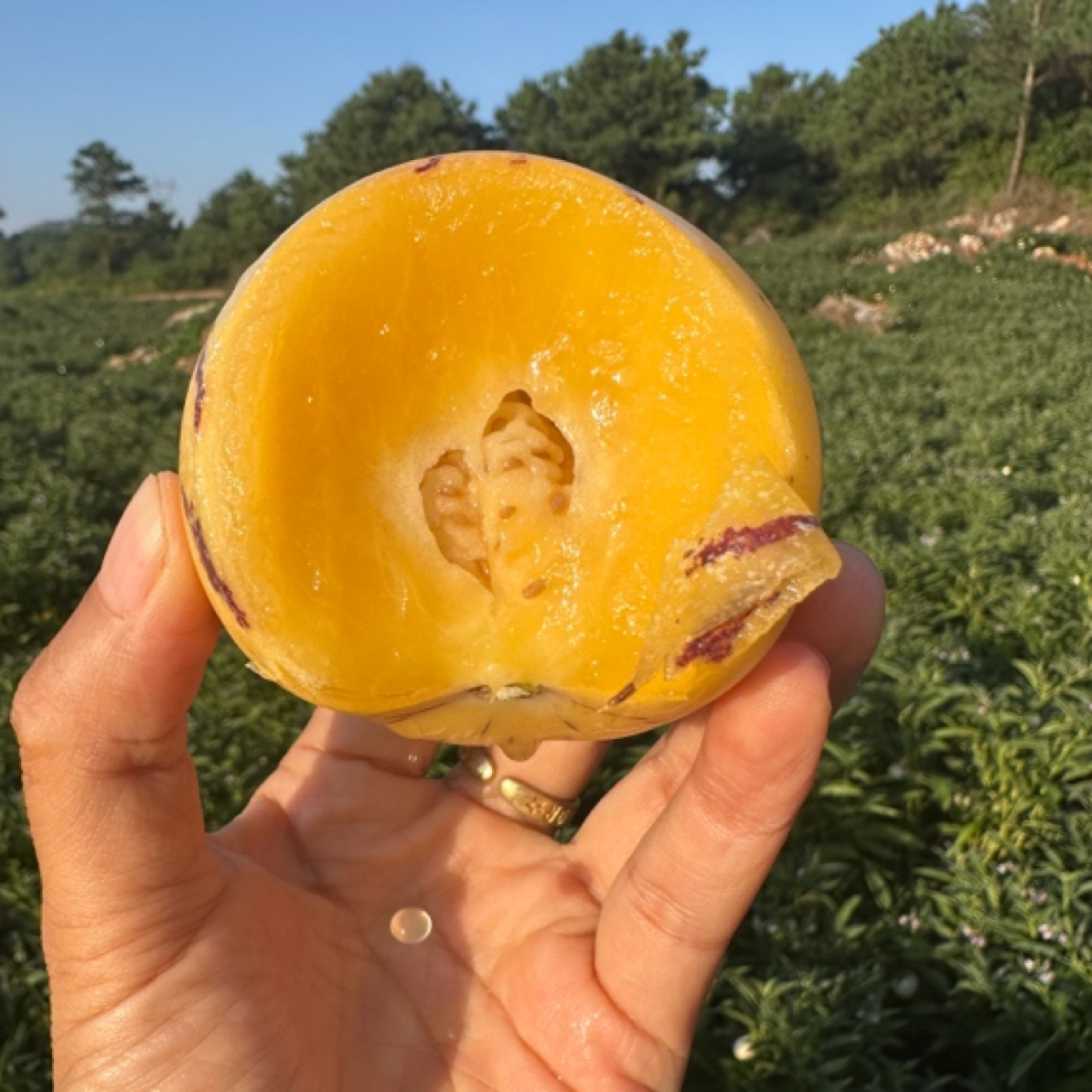 【顺丰】真·自然树上·熟云南石林人参果正宗风化石人参果现摘现发