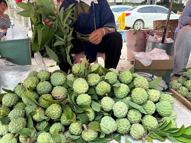 番荔枝【需要催熟】云南热带水果元江老品种释迦果清甜回甘籽多慎拍