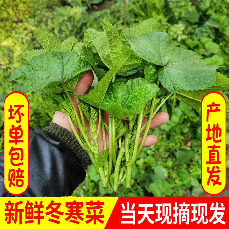 四川新鲜冬寒菜应季蔬菜2/4斤包邮