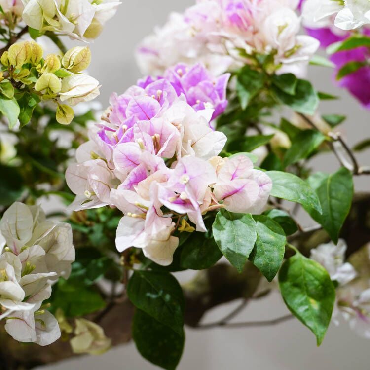 【一物一拍】三角梅多款造型盆景拍（百）【99999】【非直播期间勿拍】