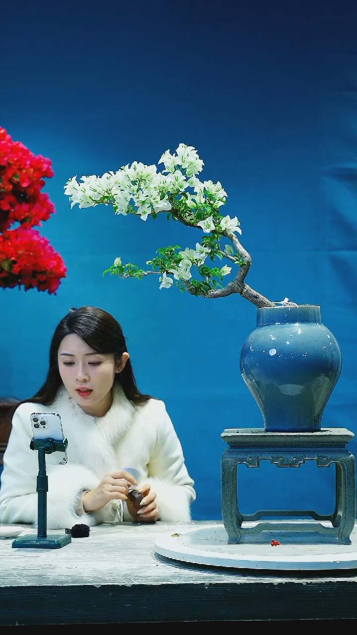 【闪购商品】三角梅三角梅