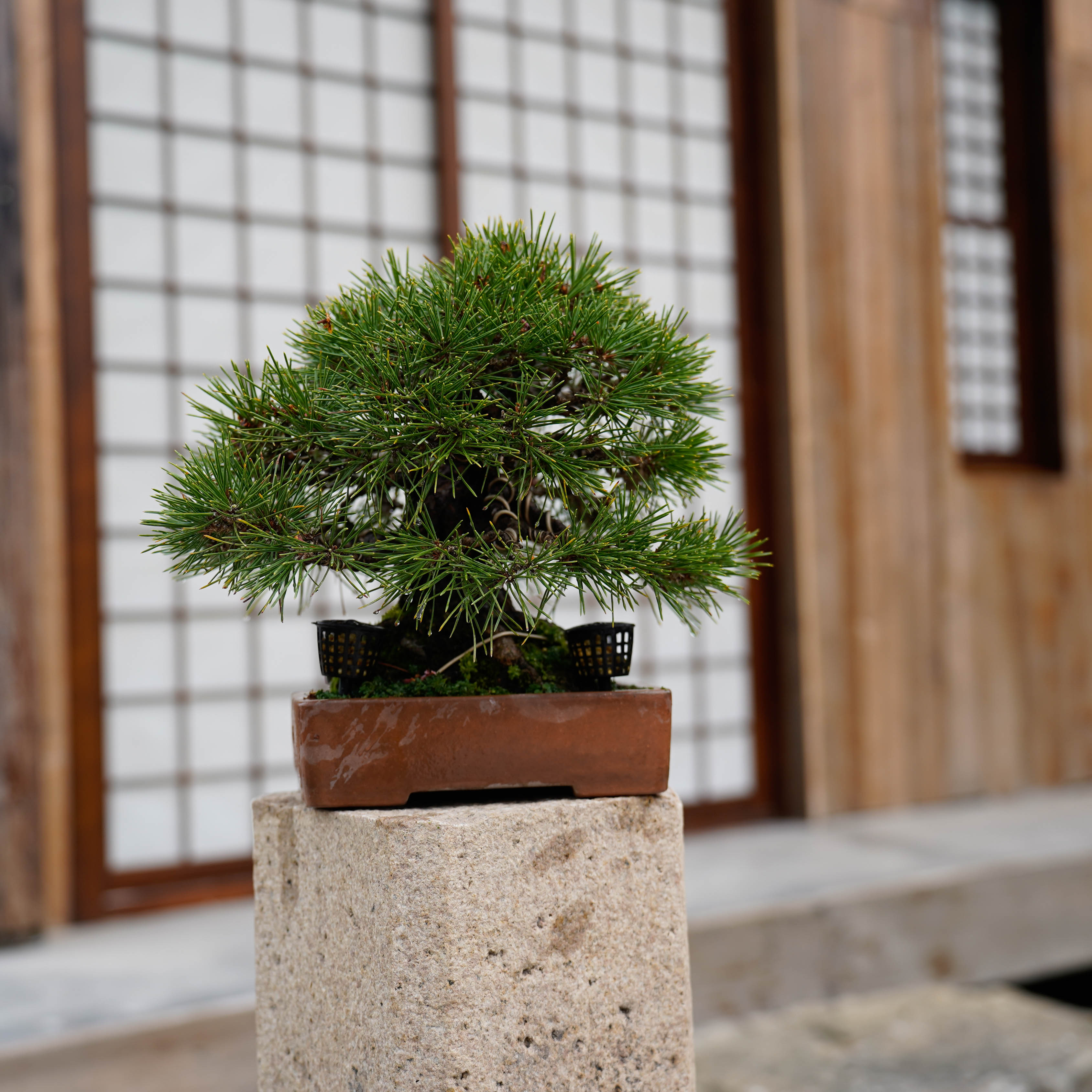 三河黑松盆景黑松老桩