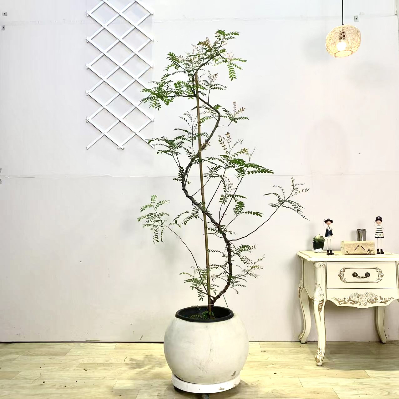 红顶清香树室内中大型鲜活造型绿植加固木架发货禅意轻奢风盆栽树