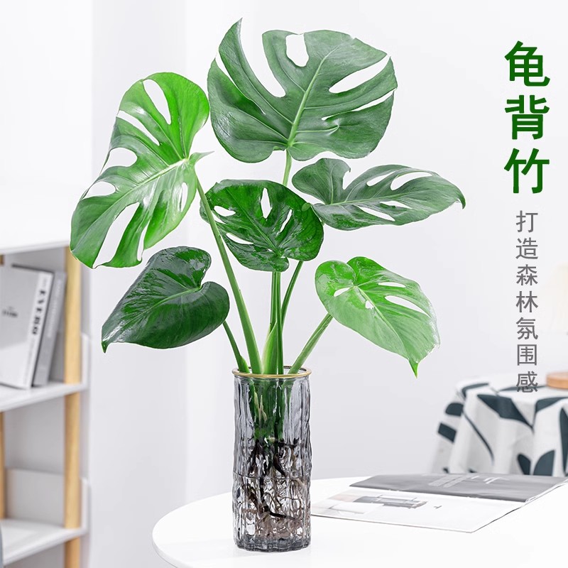 龟背竹净化空气天堂鸟大叶室内水培花卉观叶绿植耐阴常青盆栽老桩