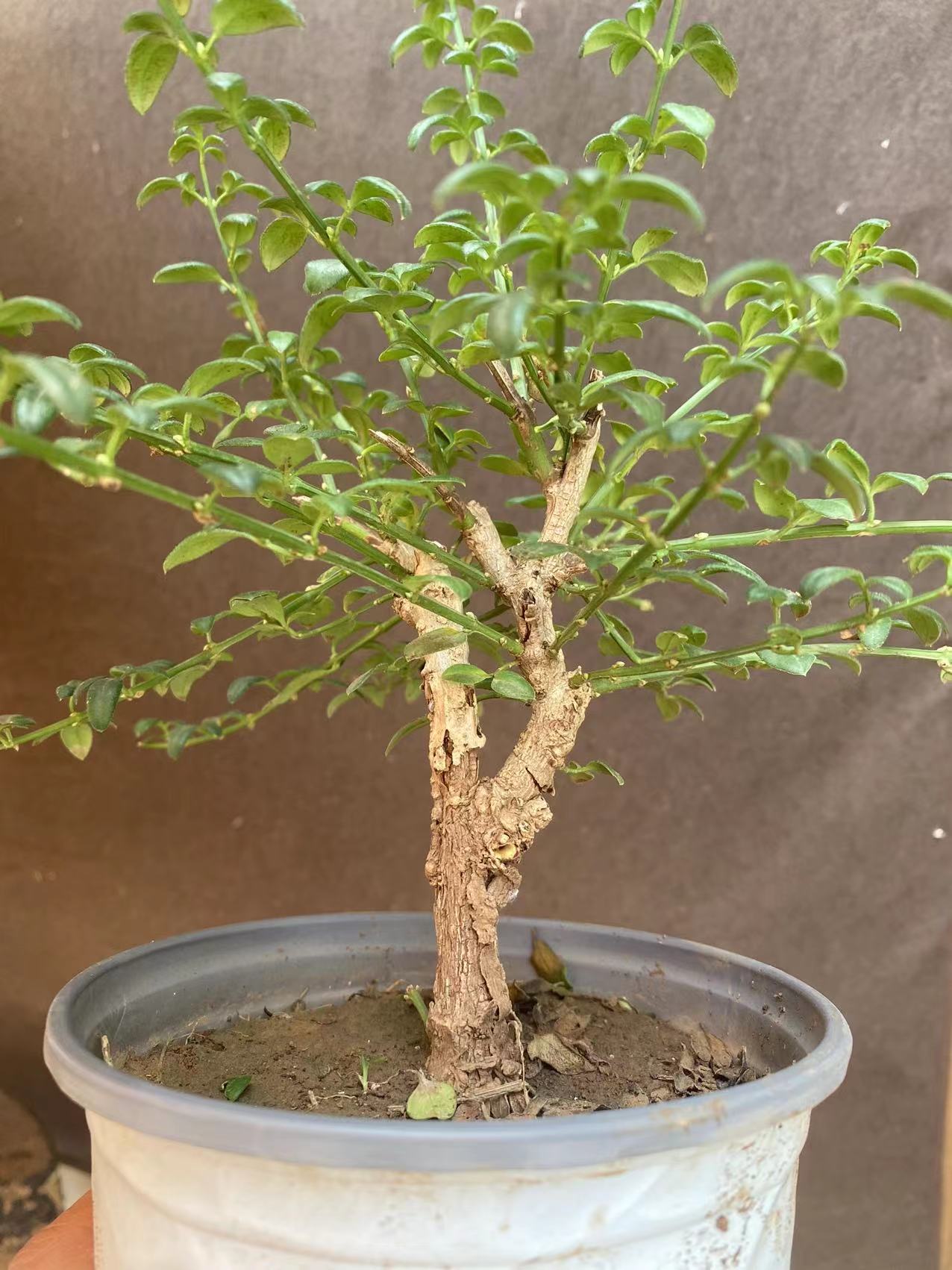 (一物一拍）多品种迎春盆景花卉春季迎春花植物